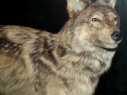 Loup de Terre-Neuve